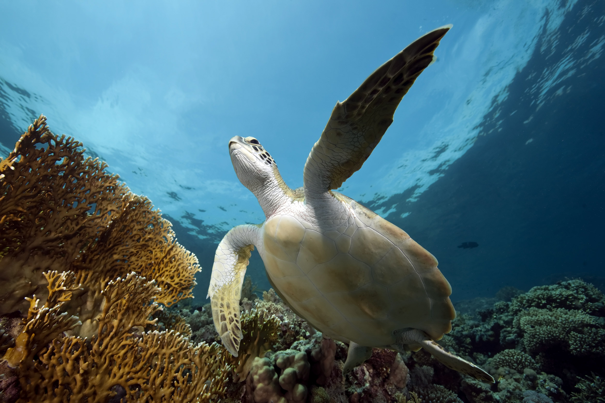 Own it, Live it, Experience it